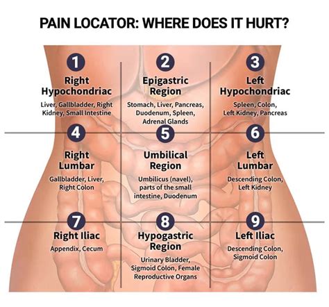 Large Intestine Pain Left Side | Bruin Blog