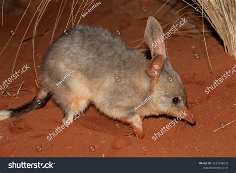 8 Greater Bilby Stock Photos, Images & Photography | Shutterstock