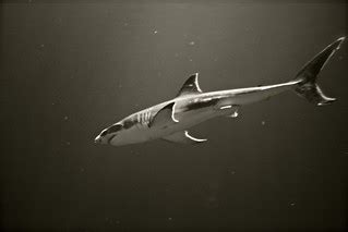 Great White Shark | Monterey Bay Aquarium 2011 | M.H.M Photography | Flickr