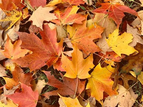Fall Foliage Peak 2023: When To Time Leaf-Peeping Tours In MI | Across Michigan, MI Patch