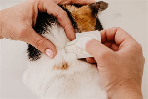 How to Apply Flea Treatment to Cats | PetFriendly