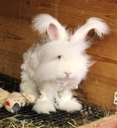 Clipping an Angora rabbit - UK National Angora Rabbit Club