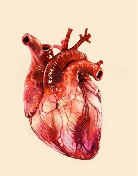 Your Biological Age Is What Matters, Not Your Birth Date | Anatomical heart art, Human anatomy ...