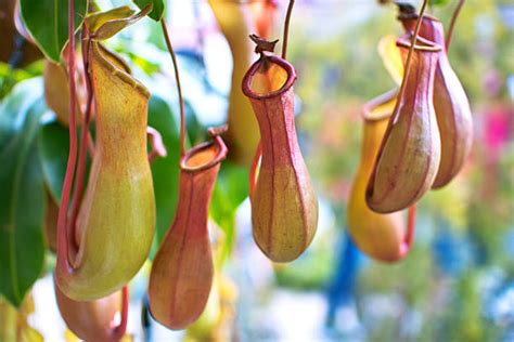 1,200+ Pitcher Plant Carnivorous Plant Tropical Rainforest Plant Stock Photos, Pictures ...