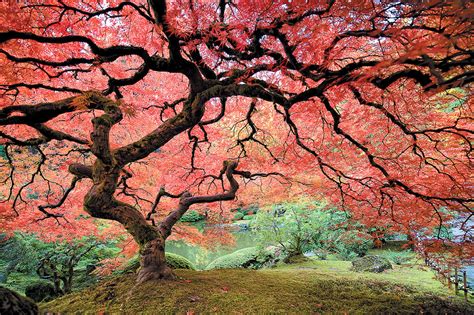 Weeping Japanese Maple Tree Pruning