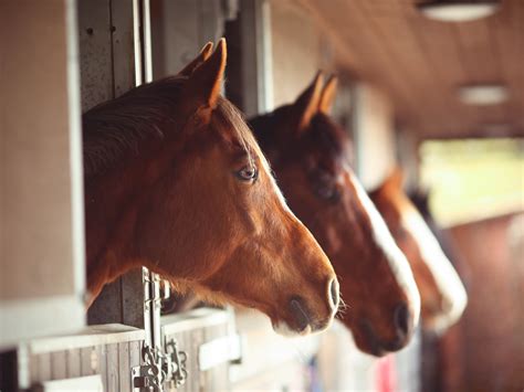 Uncovering the Intelligent World of Horses: Examining How Smart These ...