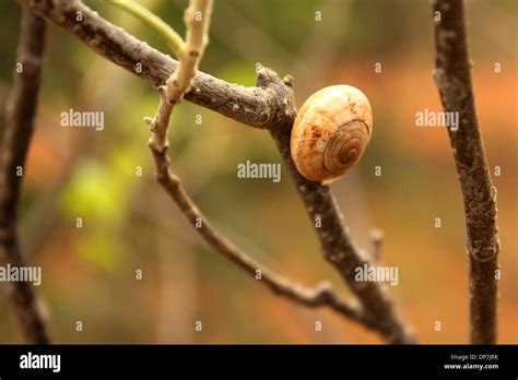 A dead snail shell Stock Photo - Alamy