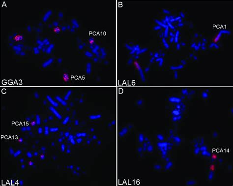 Examples of fluorescence in situ hybridization experiments with... | Download Scientific Diagram