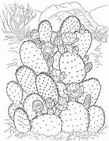 Cactus Coloring Pages  100 To Print For Free sketch template