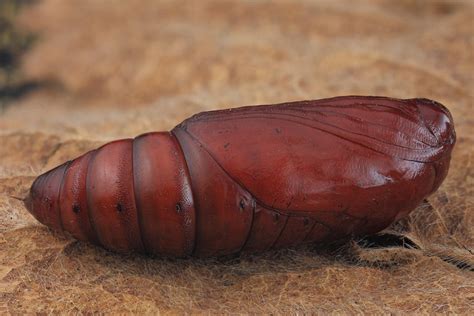 Moth Pupa – wildlifemacro