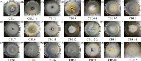 Isolation and identification of flavonoid-producing endophytic fungi from medicinal plant Conyza ...