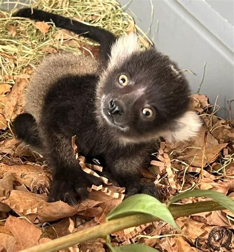 Black-and-white ruffed lemur born at Calgary Zoo, first in 36 years ...