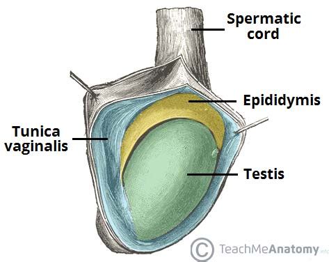 The Testes and Epididymus - Structure - Vasculature - TeachMeAnatomy