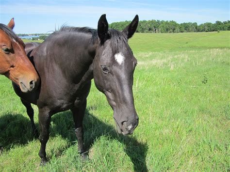 The Black Beauty of our farm! | Black horses, Black beauties, Black