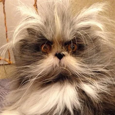 Werewolf Cat Is Strange And Adorable - CatTime