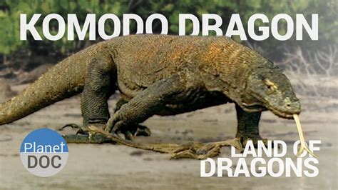 Y3. Indonesia. Komodo Dragon. | Funny animal pictures, Komodo dragon, Funny animals