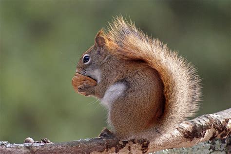 Red Squirrel Eating a Walnut Photograph by Sue Feldberg - Fine Art America