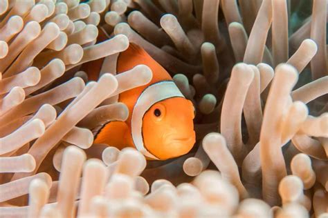Clownfish - The Fascinating Coral Reef Fish - Ocean Info