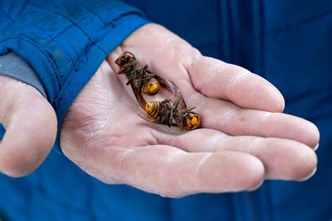 More than 500 'murder hornets' collected from first known nest in US ...