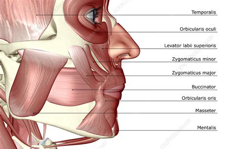 The muscles of the jaw - Stock Image - F001/9204 - Science Photo Library