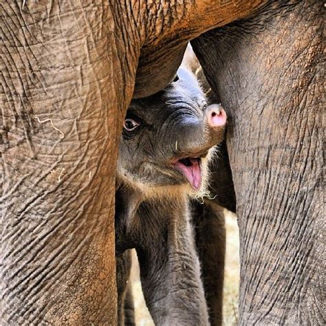 Peek-a-boo! | Animals beautiful, Baby animals, Cute animals