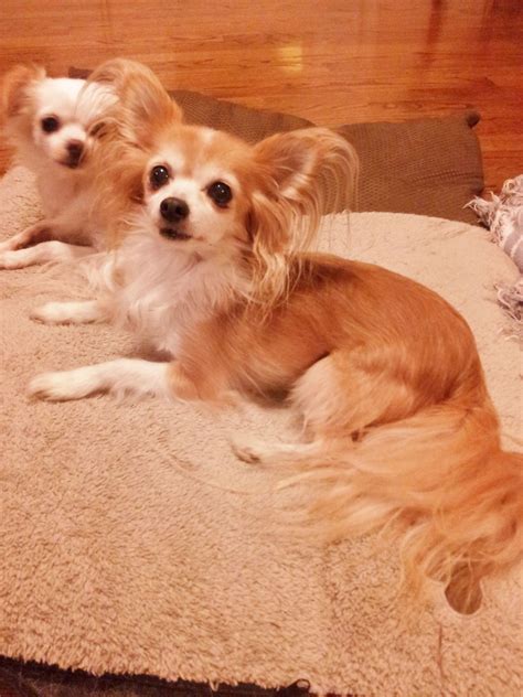 25+ What Is A Long Haired Chihuahua Pic - Bleumoonproductions