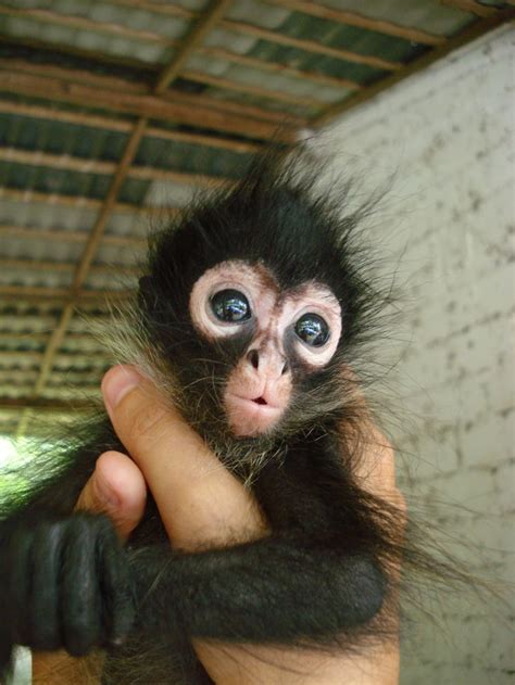 Baby Spider Monkey ...so darn cute | Spider monkey, Cute baby monkey, Cute animals puppies