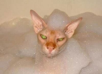 Cat bathing - 34Pics | Curious, Funny Photos / Pictures