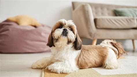 31 of the easiest dog breeds to take care of