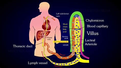 Structure of Villi | Absorption and Assimilation | Villus - YouTube