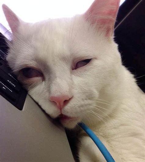 This Cat Has The “Most Awful Sleeping Face” In Japan