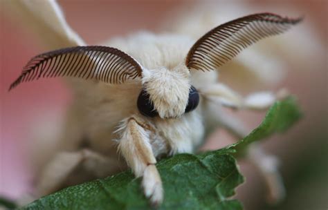 Silkworm Moth - a photo on Flickriver