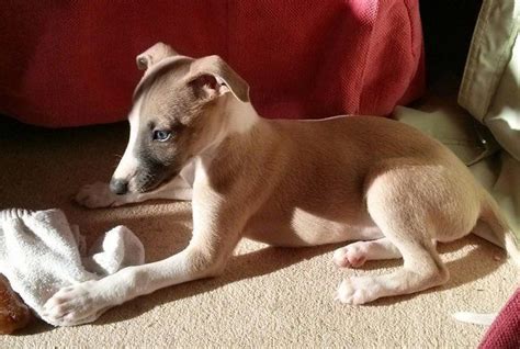 Lovely Whippet Puppy Fawn/white for sale | Whippet puppies, Greyhound puppy, Puppies