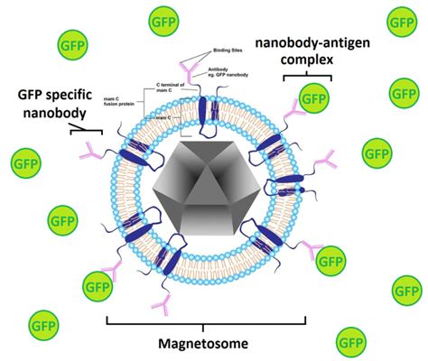 Collaboration - iGEM2015 wiki