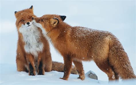 HD wallpaper: Red Foxes Love Couple Kiss On The Cheek Hd Desktop Backgrounds Free Download ...