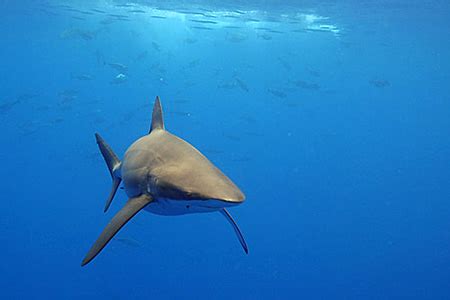 Copper Sharks ~ MarineBio Conservation Society