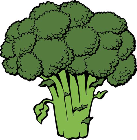 Brócoli Montón La Cabeza - Gráficos vectoriales gratis en Pixabay