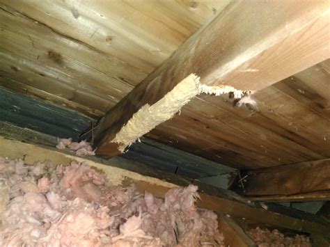 What Are The Risks Of Squirrels In My Attic?