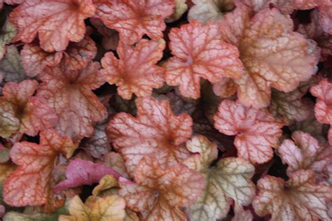 Heuchera 'Paprika' PBR | Verhulst – Van Ryckeghem