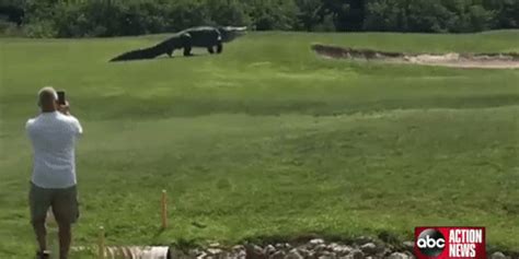 Huge Alligator on Florida Golf Course Was as Big as 15 Feet - Dinosaurs Are Not Extinct Florida ...