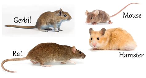 Gerbil, Pocket Pet, Mouse Rat, Rodents, Rats, Mammals, Critter, Species, Mood Board