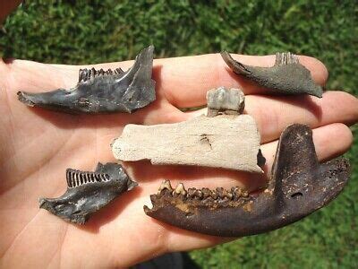 5 MAMMAL JAWS w/ TEETH FLORIDA FOSSILS ICE AGE TOOTH TEETH SKULL BONES EXTINCT @ | eBay