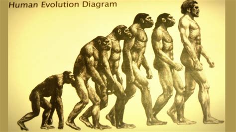 Evolution Definition and Examples - Biology Online Dictionary