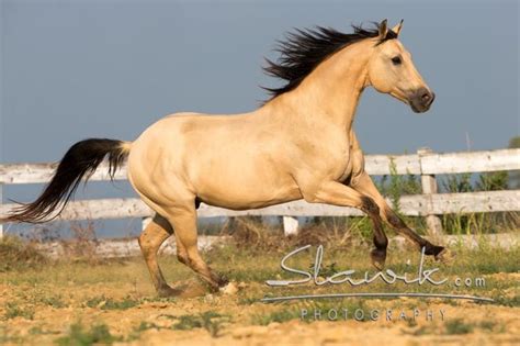 The many colors of American Quarter Horses | Quarter horse, American quarter horse, Horses