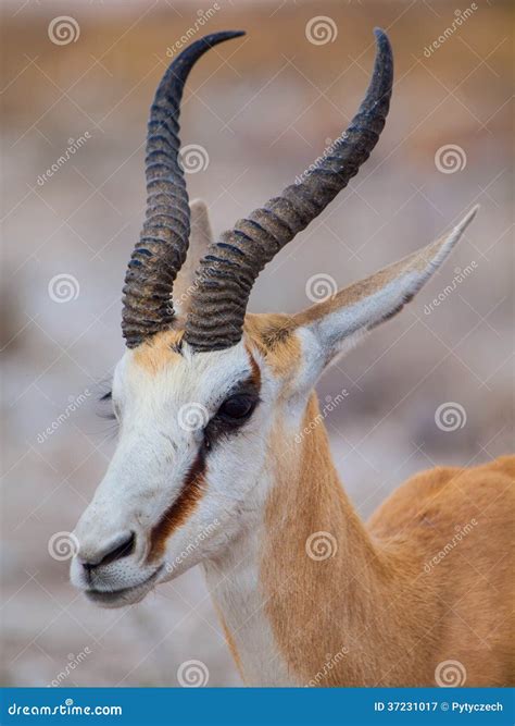 Springbok antelope stock image. Image of alert, antelope - 37231017