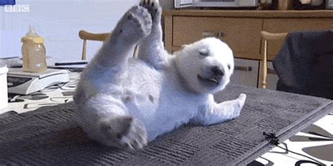 Cutest GIF - Find & Share on GIPHY