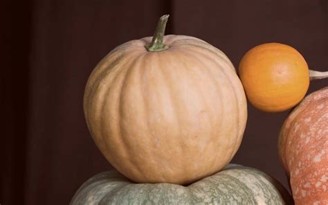 Dickinson Pumpkin: The Classic American Pie-Making Pumpkin Variety