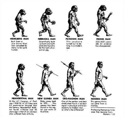 Evolutie. | Darwin's theory of evolution, Theory of evolution, Essay topics