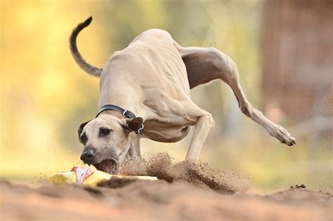 SLOUGHI/ARABIAN GREYHOUND | Grey hound dog, Beautiful dogs, Action dogs