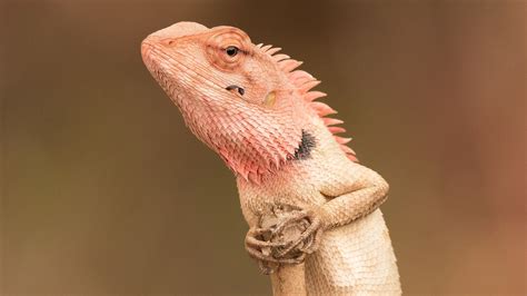 Indian chameleon | Chameleon, Indian, Lizard